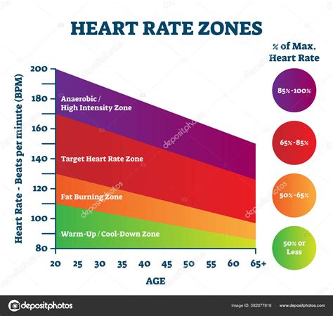 Heart Rate Zones Vector Illustration Pulse Intensity Educational