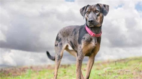 17 Catahoula Leopard Dog Mixes That Are Both Beautiful And Unique