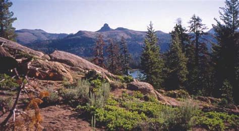 Pacific Crest Trail Ebbetts Pass Scenic Byway