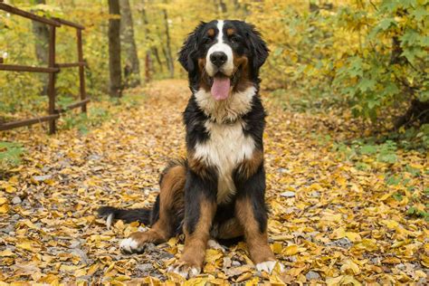 10 Mountain Dog Breeds That Can Endure Tough Terrain