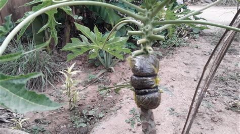 how to grafting the papaya trees របប បប ដមលហង YouTube