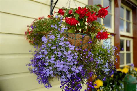 Flowers For Porch Pots Transform Your Outdoor Space With These