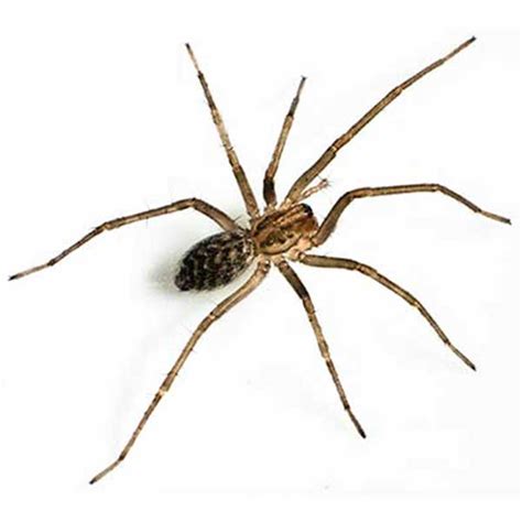 Giant House Spider Identification And Behavior Aberdeen Exterminating Pest Control And