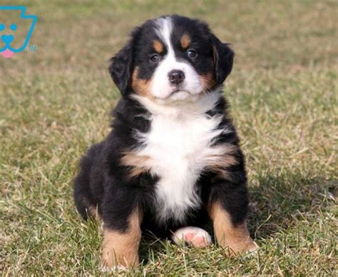 Bernese Mountain Dog Puppies For Sale Puppy Adoption Keystone Puppies