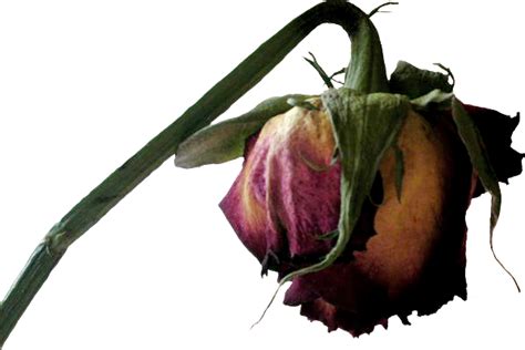 Dead Flower Png Dead Flower Png Transparent Free For Download On