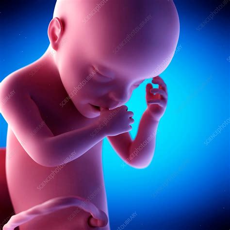 Human Fetus At Week 30 Of Gestation Illustration Stock Image F016