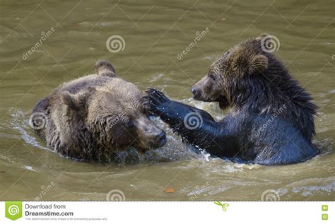 Two Brown Bear Cubs Play Fighting Stock Image Image Of Nature Bear