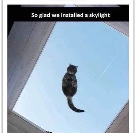 Levitating Cat Meme By Damusicgamer Memedroid