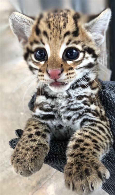 Gorgeous Endangered Ocelot Kittens Are So Cute They Look Like Cartoon