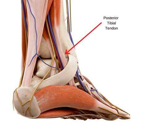 Posterior Tibial Tendonitis Foot And Ankle Specialists Of The Mid