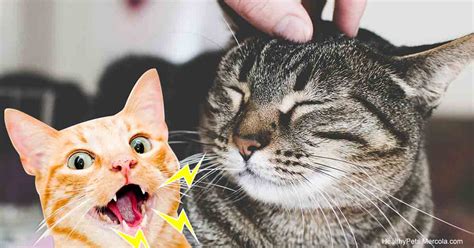 8 Types Of Cat Vocalizations