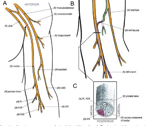 Figure From Clinical Outcomes Following Brachialis To Anterior Interosseous Nerve Transfers