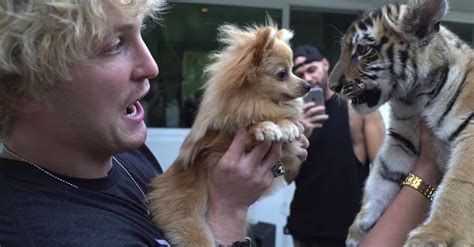 A Man Faces Charges After A Tiger Cub Was Used In A Logan Paul Video