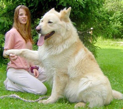 It has short, fluffy curls that give the dog a round appearance when groomed right. this color is amazing :) | White german shepherd, German ...