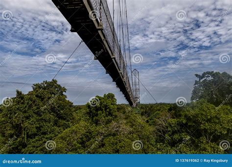 Canopy Bridge In Amazon Rainforest Stock Photo Image Of Rope High