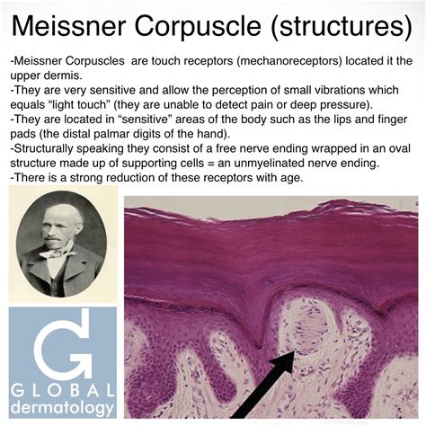 Global Dermatology Meissner Corpuscule Structure Instagram