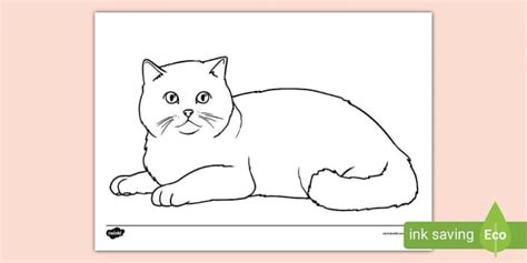 British Shorthair Cat Colouring Sheets Teacher Made