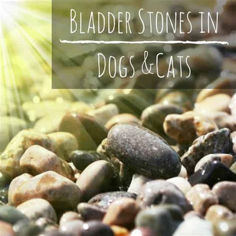 Speed of growth will usually depend on the quantity of crystalline material present and the degree of infection present. Bladder stones in dogs and cats | TailSmart