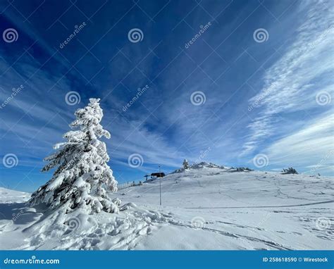 árvore Coberta De Neve Na Montanha Foto De Stock Imagem De Montanha