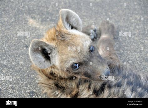 Spotted Hyena Crocuta Crocuta Young Animal Lying On The Road