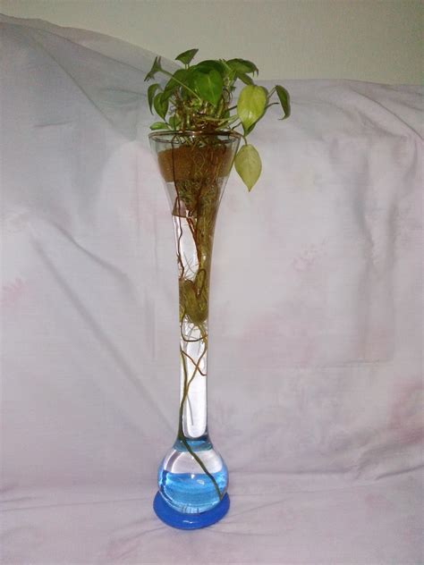 Me No Geek Indoor Plants In Water Only Stagnant Hydroponic