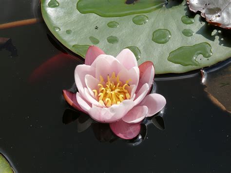 Ingyenes Képek Víz Levél Növényen Virág Virágszirom Tavacska