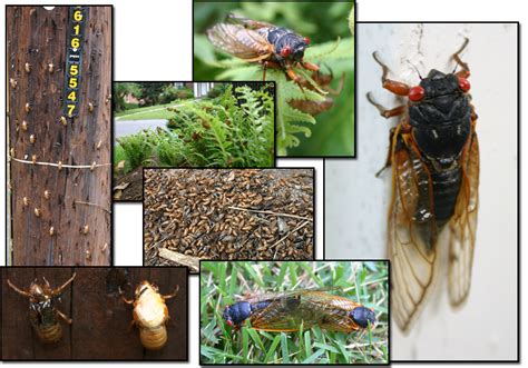 So that less of them get eaten! Brungki: cicadas life cycle