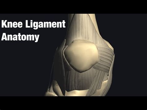 Anatomy Of The Knee Ligaments My Xxx Hot Girl