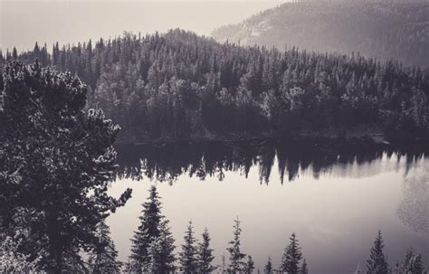 Sea Black And White Nature Forest Monochrome