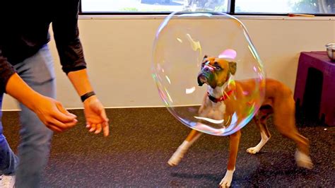 Making Giant Bubbles For Dogs Youtube