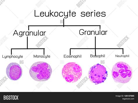 Leukocyte Serieswhite Image And Photo Free Trial Bigstock