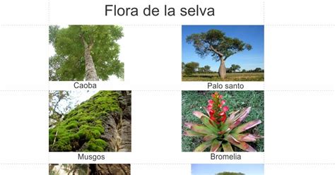 Flora Y Fauna De La Selva Tropical Humeda Chefli