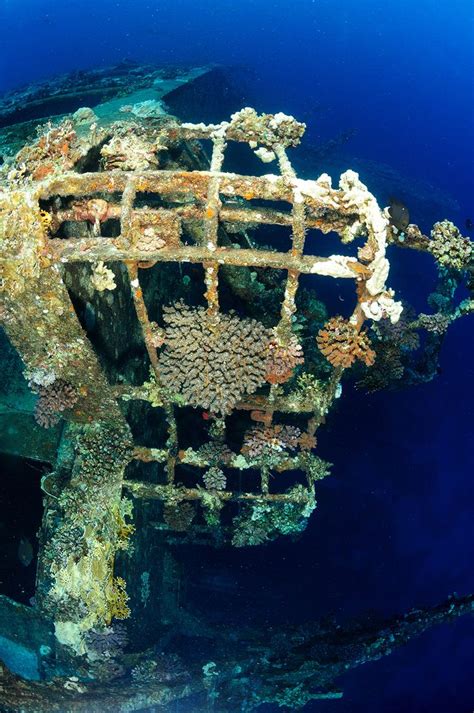 Shipwrecks Examples Of Coral Colonization On ‘artificial Reefs In