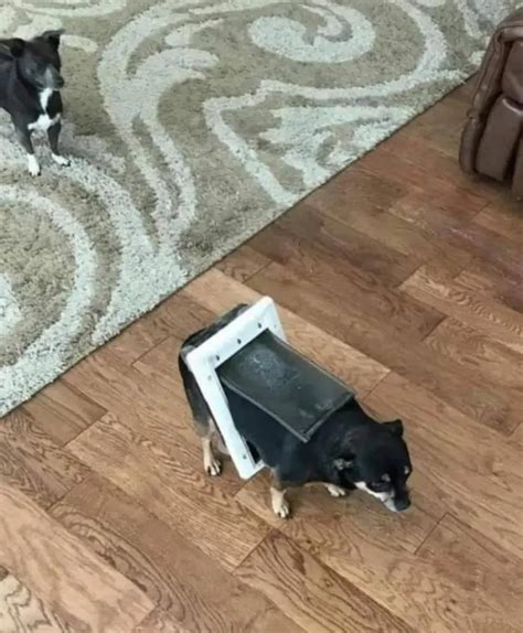 People Share Funny Everyday Photos Of Their Dogs Doing Questionable Dog