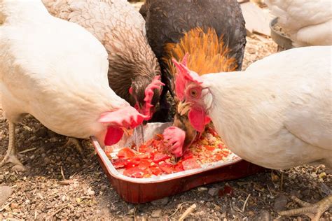 Homegrown Chicken Feed How To Grow Chicken Feed In The Garden Gardening Know How