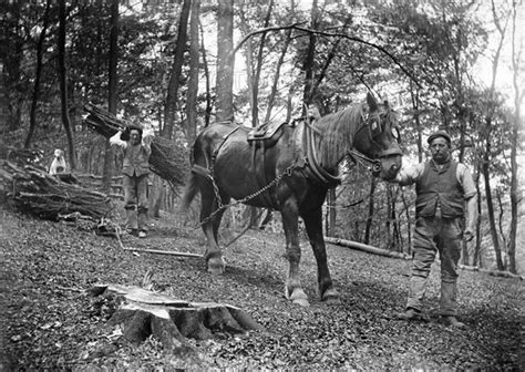 Forestry Workers Princes Risborough Buckinghamshire 1903 Photo12