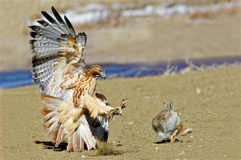 What Is Falconry Michigan Hawking Club