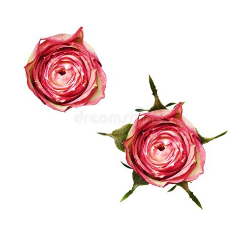 set of pink rose flowers stock image image of buds 161074917