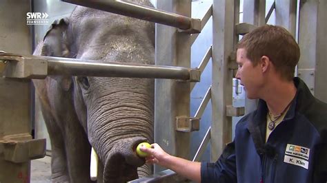 Ein Beruf Als Passion Elefantenpflegerin YouTube