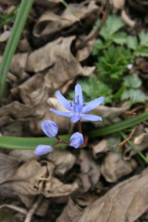 Winter Early Spring Flowering Bulbs 6 Species