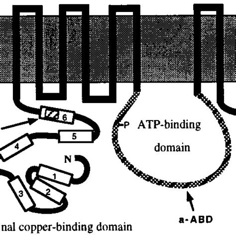 Schematic Representation Of Atp7b Showing Main Functional Domains And
