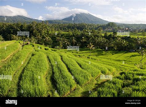 Indonesia Bali Subak Irrigation System UNESCO World Heritage Rice Fields Of Jatiluwih Stock