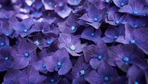 1336x768 Hydrangea Violet Flowers Hd Laptop Wallpaper Hd