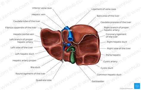 The liver is around the size of an american football at about 16. Diagram / Pictures: Inferior view of the liver (Anatomy ...