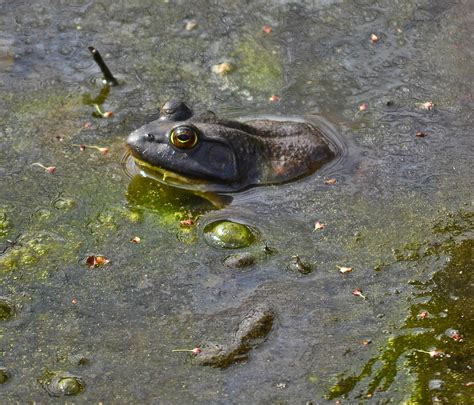Bull Frog Lithobates Catesbeianus Taken At Wildwood Wild Flickr