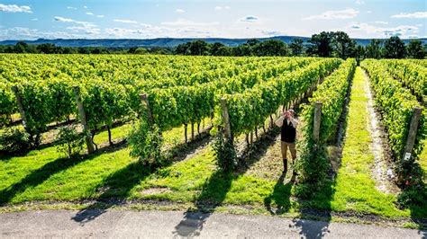 Sussex Vineyards You Should Visit