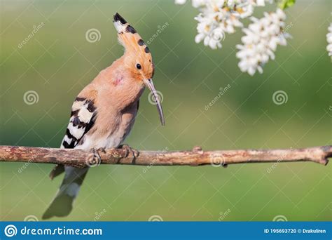Hoopoe Sings A Song Among White Flowers Stock Photo Image Of Bird