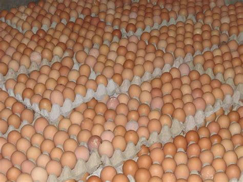 Gambar Ayam Dan Telur – analisis