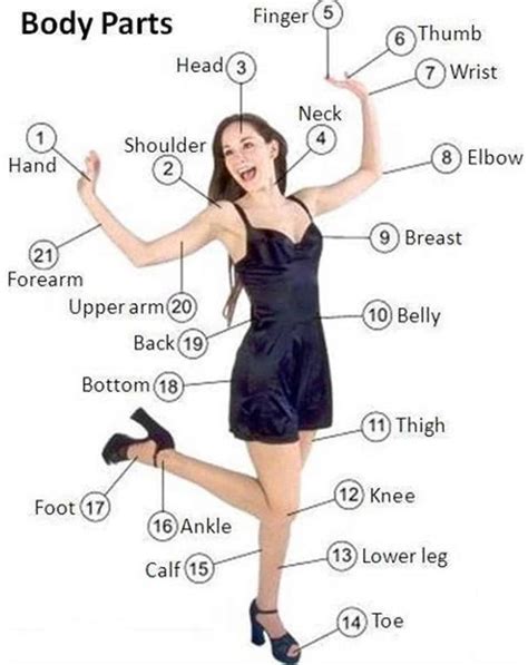 Parts Of The Body In English Eslbuzz Learning English Aprender Otosection