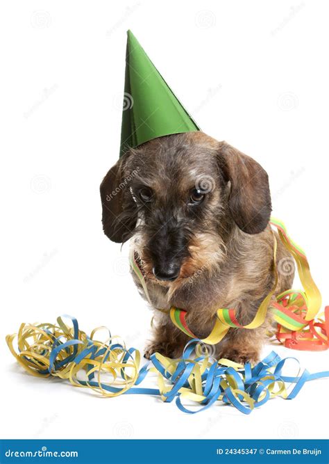Dog With Party Hat And Party Streamers Stock Image Image Of Looking
